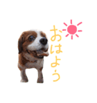 キャバリアのロンくん（個別スタンプ：1）