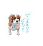 キャバリアのロンくん（個別スタンプ：2）