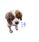 キャバリアのロンくん（個別スタンプ：4）