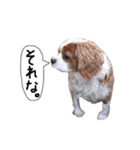 キャバリアのロンくん（個別スタンプ：12）
