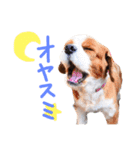 キャバリアのロンくん（個別スタンプ：14）