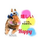 Rabbit MALU3（個別スタンプ：1）