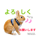 Rabbit MALU3（個別スタンプ：3）