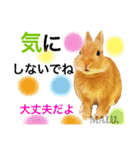 Rabbit MALU3（個別スタンプ：5）