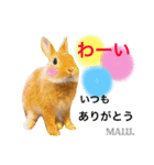 Rabbit MALU3（個別スタンプ：6）
