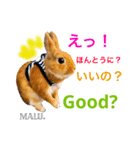Rabbit MALU3（個別スタンプ：10）