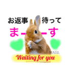 Rabbit MALU3（個別スタンプ：11）