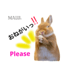 Rabbit MALU3（個別スタンプ：12）