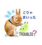 Rabbit MALU3（個別スタンプ：13）