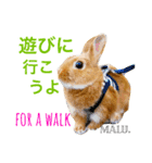 Rabbit MALU3（個別スタンプ：15）