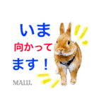 Rabbit MALU3（個別スタンプ：16）