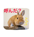 Rabbit MALU3（個別スタンプ：17）