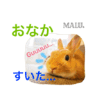 Rabbit MALU3（個別スタンプ：19）