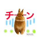Rabbit MALU3（個別スタンプ：20）