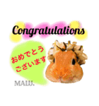 Rabbit MALU3（個別スタンプ：21）