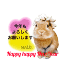 Rabbit MALU3（個別スタンプ：24）