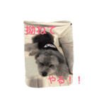 my name is mr.mojo（個別スタンプ：5）