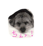 my name is mr.mojo（個別スタンプ：9）