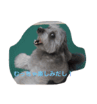 my name is mr.mojo（個別スタンプ：10）