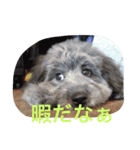 my name is mr.mojo（個別スタンプ：12）