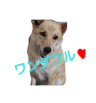 ゆずと仲間たち（個別スタンプ：9）