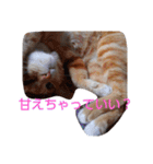 ゆずと仲間たち（個別スタンプ：16）