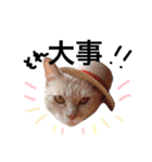 猫の姉妹 ムギチョコ姉妹 Part4（個別スタンプ：7）