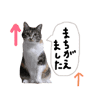 猫の姉妹 ムギチョコ姉妹 Part4（個別スタンプ：8）