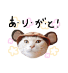 猫の姉妹 ムギチョコ姉妹 Part4（個別スタンプ：11）