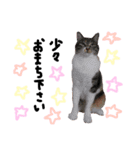 猫の姉妹 ムギチョコ姉妹 Part4（個別スタンプ：18）