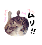 猫の姉妹 ムギチョコ姉妹 Part4（個別スタンプ：20）