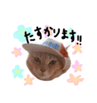 猫の姉妹 ムギチョコ姉妹 Part4（個別スタンプ：29）