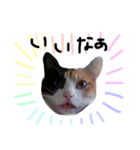 猫の姉妹 ムギチョコ姉妹 Part4（個別スタンプ：33）