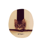 kitty Momo（個別スタンプ：2）