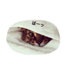kitty Momo（個別スタンプ：5）