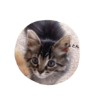 kitty Momo（個別スタンプ：6）