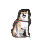 柴犬すうのスタンプ（個別スタンプ：1）
