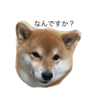 柴犬すうのスタンプ（個別スタンプ：2）