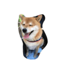 柴犬すうのスタンプ（個別スタンプ：3）