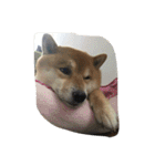 柴犬すうのスタンプ（個別スタンプ：4）