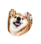 柴犬すうのスタンプ（個別スタンプ：5）