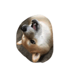 柴犬すうのスタンプ（個別スタンプ：6）