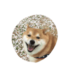 柴犬すうのスタンプ（個別スタンプ：7）