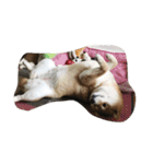 柴犬すうのスタンプ（個別スタンプ：8）
