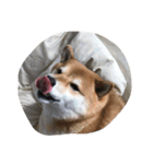 柴犬すうのスタンプ（個別スタンプ：9）
