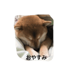 柴犬すうのスタンプ（個別スタンプ：10）