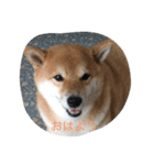 柴犬すうのスタンプ（個別スタンプ：11）