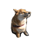 柴犬すうのスタンプ（個別スタンプ：12）