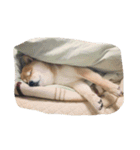 柴犬すうのスタンプ（個別スタンプ：13）