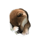 柴犬すうのスタンプ（個別スタンプ：14）